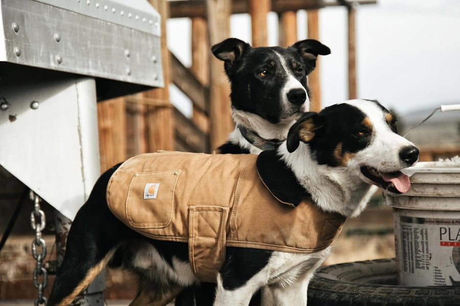 Firm Duck Insulated Dog Chore Coat - Hundemantel